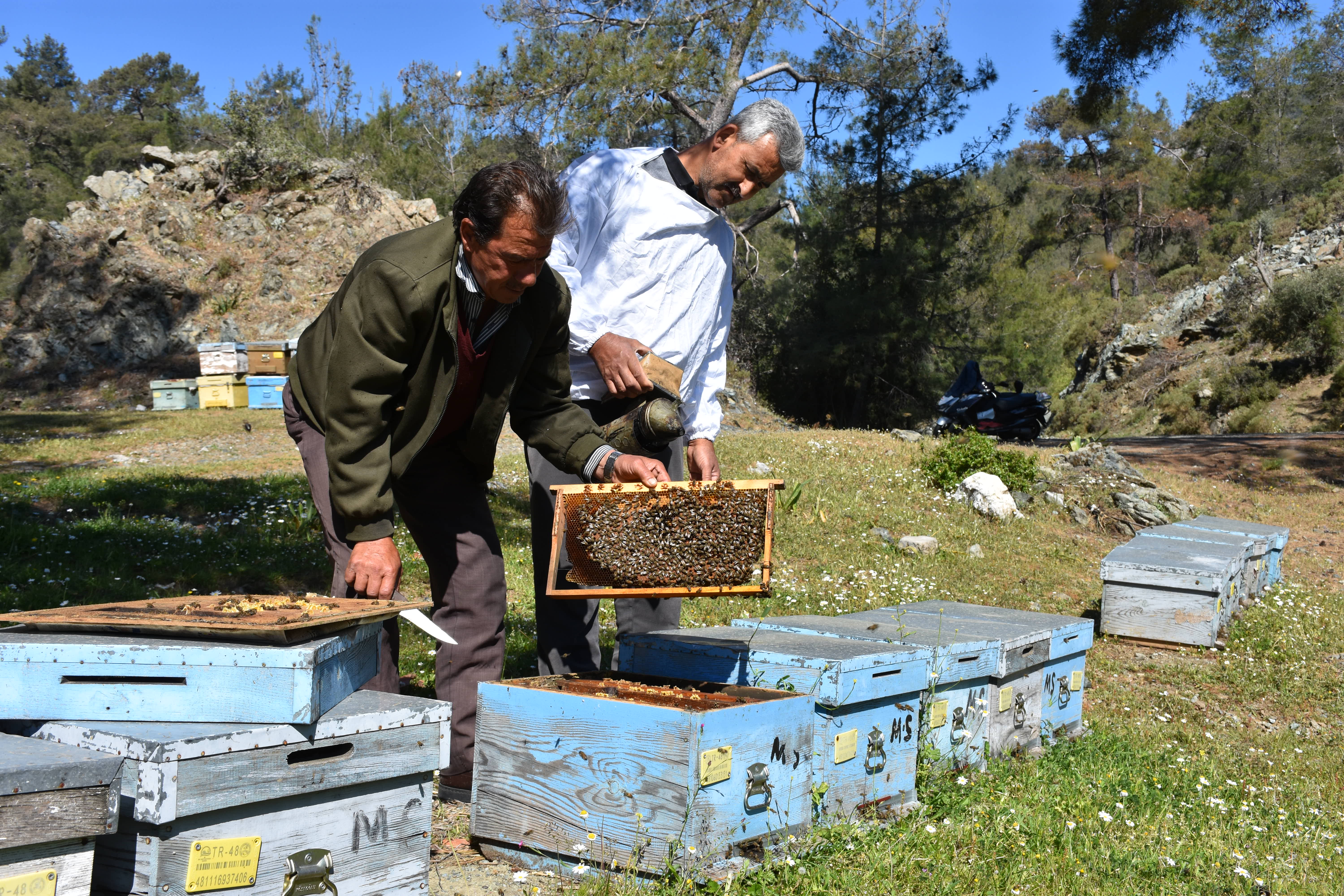 MARMARİS MİLLİ PARKI ARI VE ARICILARA YUVA OLDU