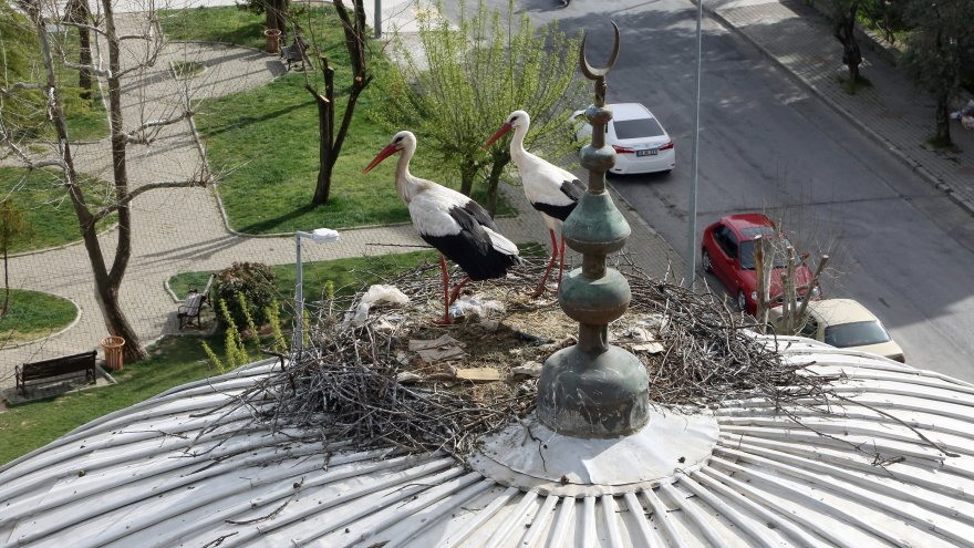 LEYLEKLER 20 YILDIR AYNI KUBBEYE YUVA KURUYOR