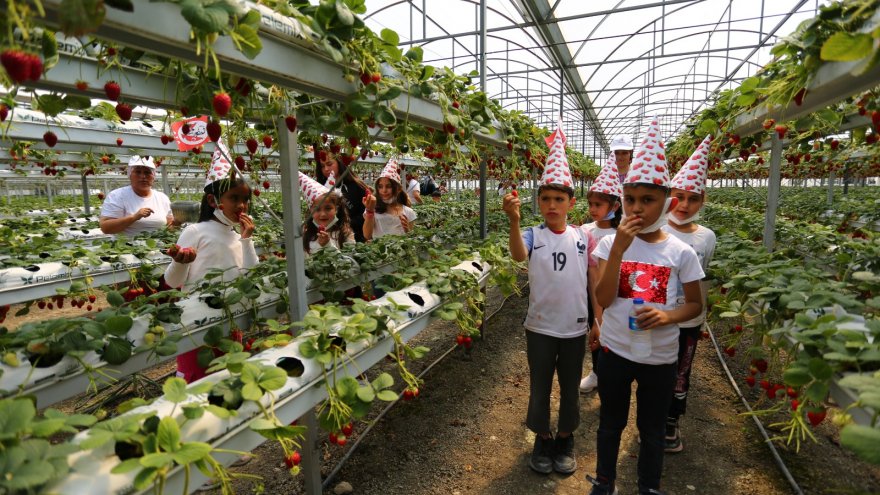 ÇİLEK ÇOCUK ŞENLİĞİNDE ÇOCUKLAR ÇİLEĞE DOYDU