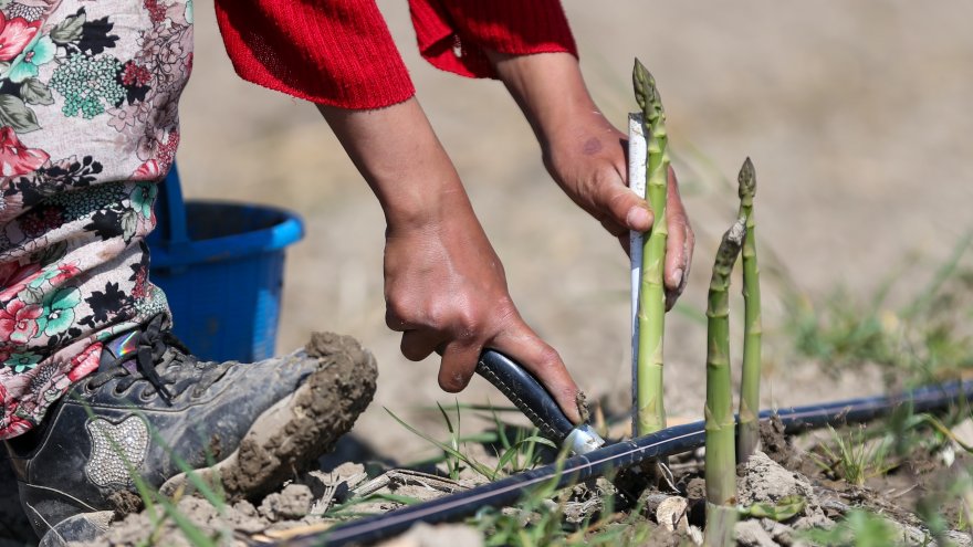 KUŞKONMAZ HASADI İHRACAT SEVİNCİYLE BAŞLADI