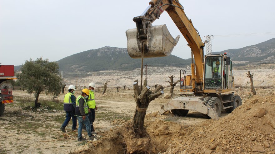 DANIŞTAY’DAN “ZEYTİN” İÇİN YÜRÜTMEYİ DURDURMA KARARI