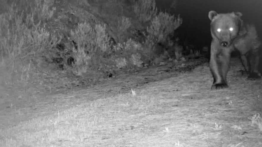 AKDENİZ EKOSİSTEMİNİN BOZAYISI  FOTOKAPANA YANSIDI