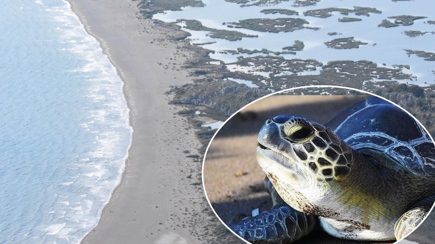 CARETTA CARETTALAR YUMURTA BIRAKMAYA BAŞLADI