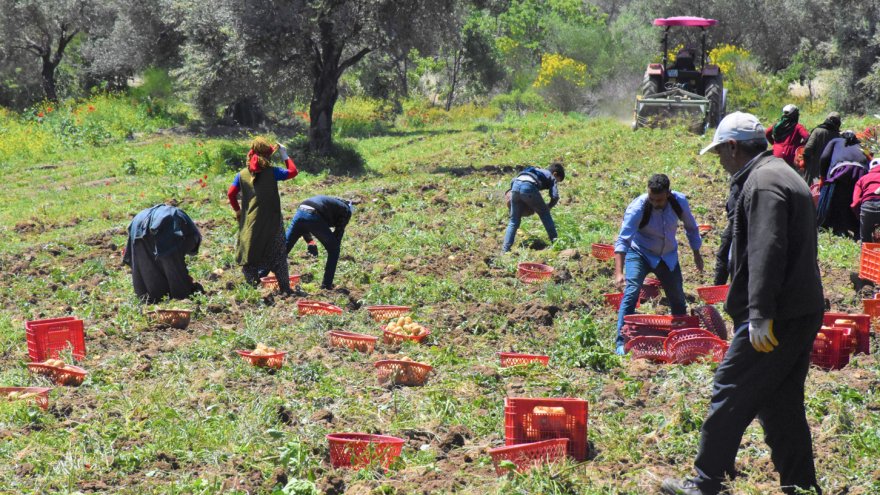 MUĞLA'DA TURFANDA PATATESİN HASADI BAŞLADI