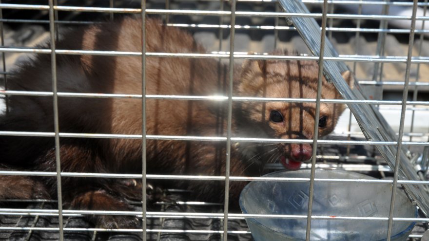 İŞ YERİNE GİREN SANSAR YAKALANARAK DOĞAYA BIRAKILDI