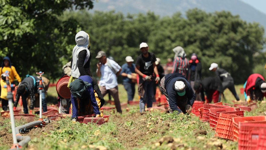 PATATES TARLA GÜNÜ ETKİNLİĞİ YAPILDI