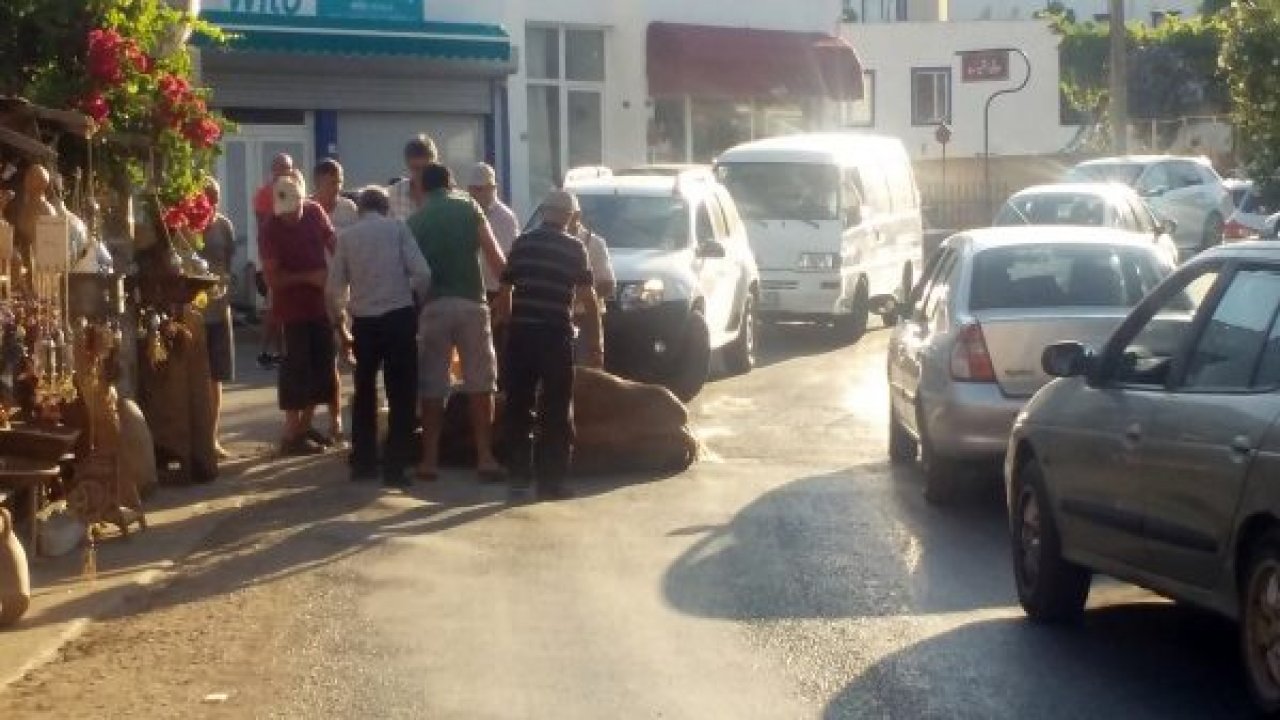 Bunaltıcı sıcaklar hayvanları da etkiledi