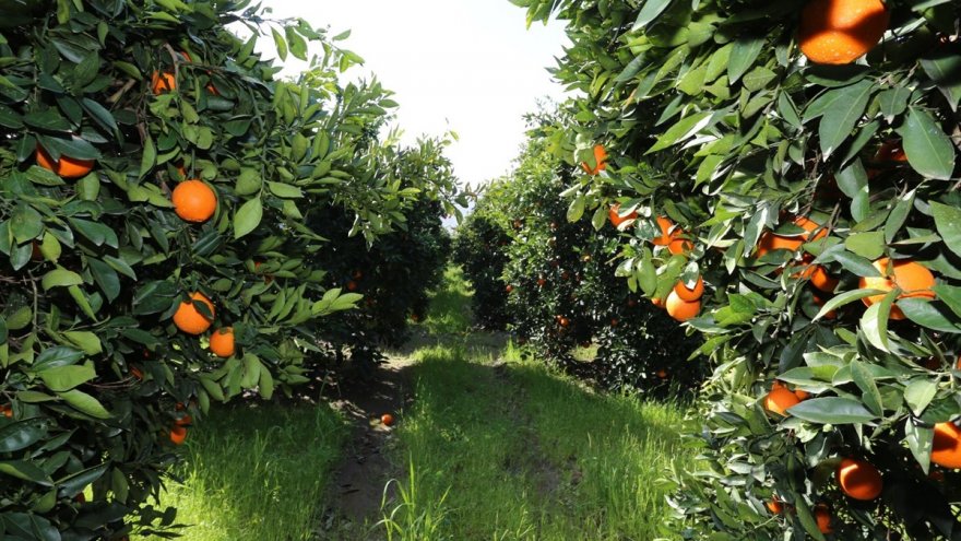 KÖYCEĞİZ PORTAKALI COĞRAFİ İŞARETLE TESCİLLENDİ