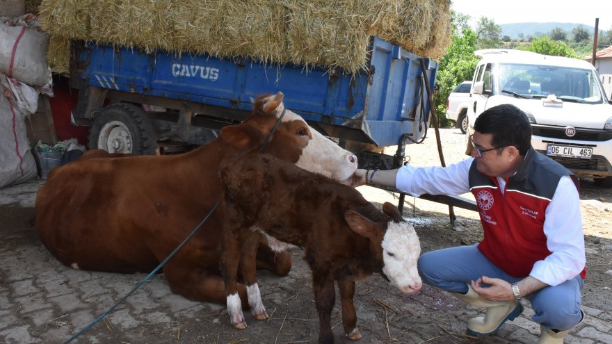 Muğla'da yeni doğan buzağı ihbar hattı ile ölümlerin önüne geçiliyor
