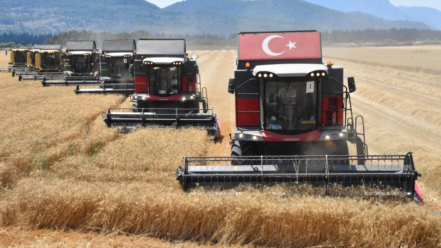 DALAMAN TİGEM'DE YERLİ TOHUM BUĞDAYIN HASADINA BAŞLANDI