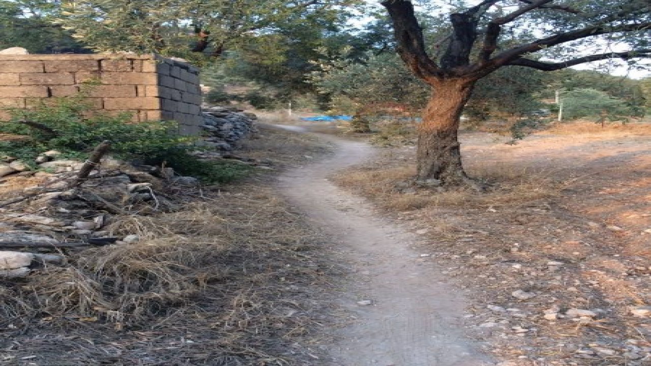 Milas'ta patika çilesi