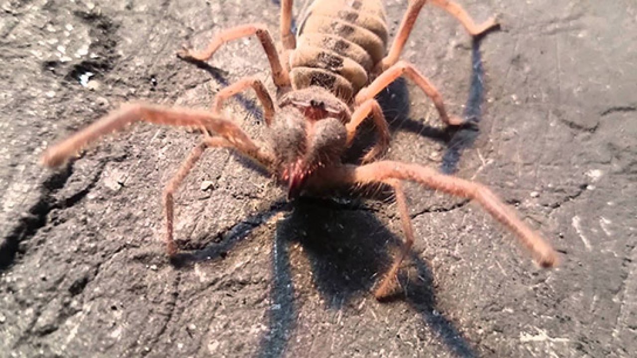 Milas’ta ‘Sarıkız böceği’ paniği