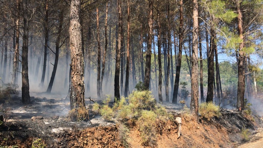 TARIM ARAZİSİNDEN ORMANA SIÇRAYAN YANGIN KONTROL ALTINA ALINDI