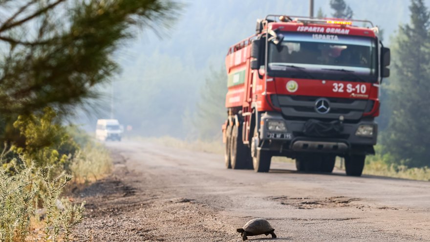 YANGINDAN KAÇAN KAPLUMBAĞAYA HAYVANSEVERLER YARDIM ETTİ