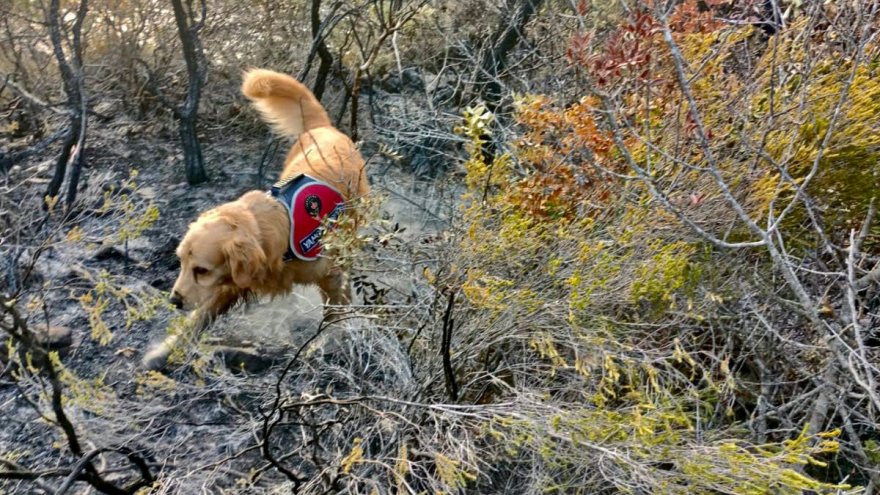 YANGININ BAŞLADIĞI ALANI HASSAS BURNUYLA 