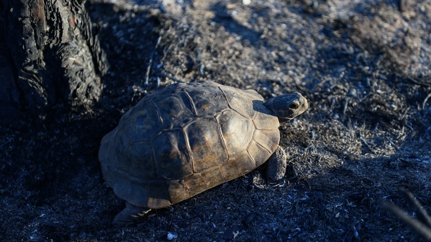 YANGINDAN TOPRAĞIN ALTINA GİZLENEREK KURTULAN HAYVANLARI ARIYORLAR