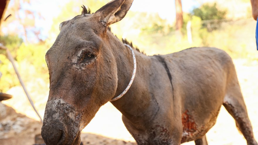 YANGINDAN YARALI KURTULAN EŞEK TEDAVİ ALTINA ALINDI