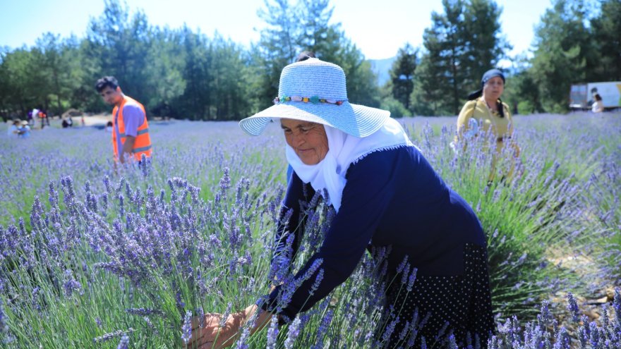 BÜYÜKŞEHİR LAVANTA ŞENLİĞİ BAŞLADI