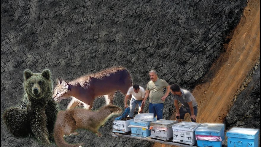 MARMARİS YANGININDA ACI TABLO: YABAN HAYATI GELİŞTİRME SAHASININ YÜZDE 90’I YANDI