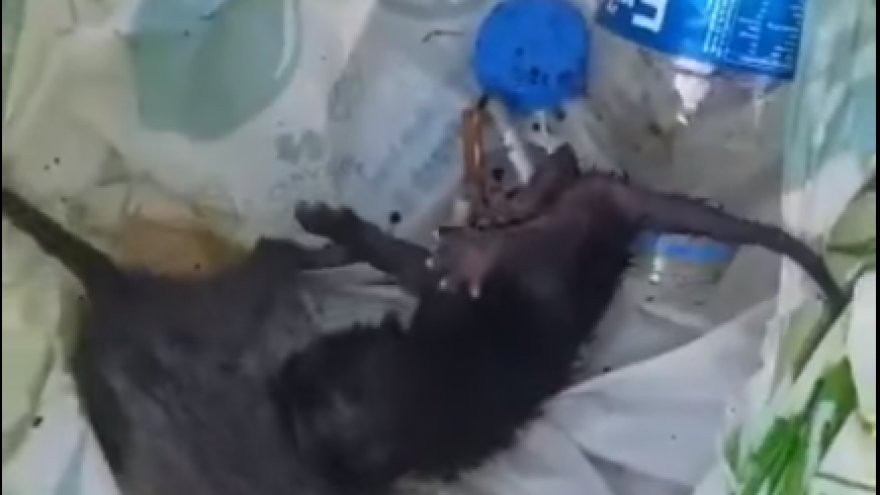 BODRUM’DA YAVRU KEDİLER ÇÖP KONTEYNERINDA BULUNDU