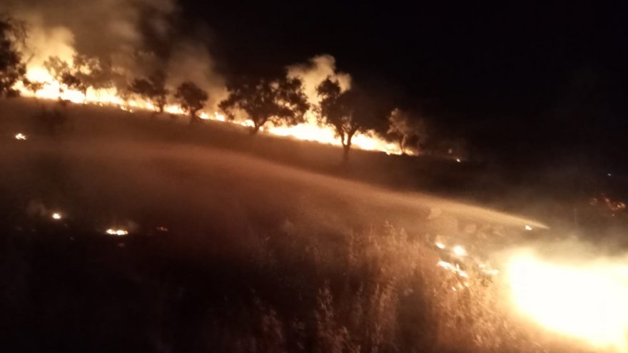 MUĞLA'DA ZEYTİNLİK ALANDA ÇIKAN YANGIN SÖNDÜRÜLDÜ