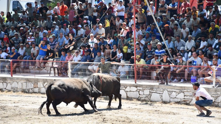 BOĞA GÜREŞİ FESTİVALİ DÜZENLENDİ