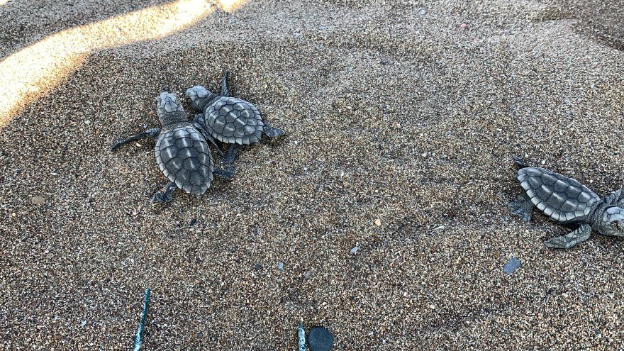 CARETTA CARETTA YAVRULARI MAVİ SULARLA BULUŞMAYA BAŞLADI