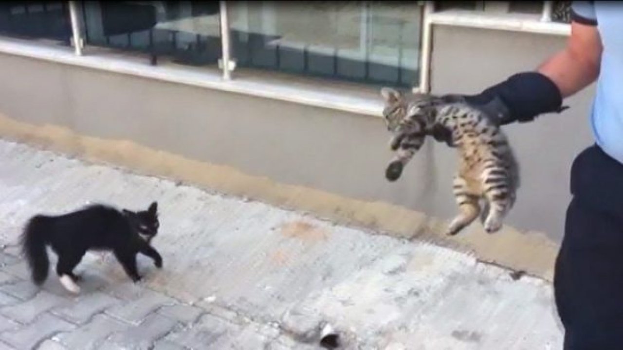 Anne kedi, yavrusunun başında bekledi