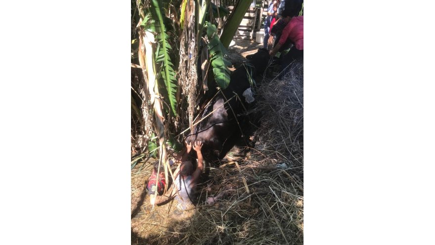 SULAMA KANALINA DÜŞEN GEBE İNEK KURTARILDI