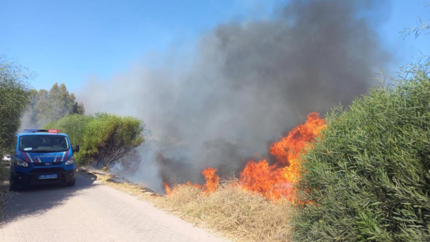 SİGARA İZMARİTİNİN SEBEP OLDUĞU YANGIN ZEYTİN AĞAÇLARINA ZARAR VERDİ