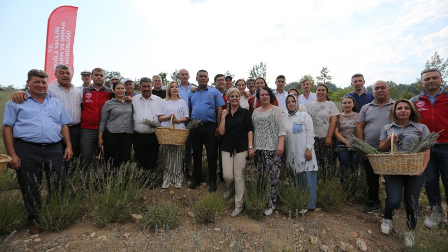 MENTEŞE İLÇESİ FADIL MAHALLESİNDE HASAT COŞKUSU