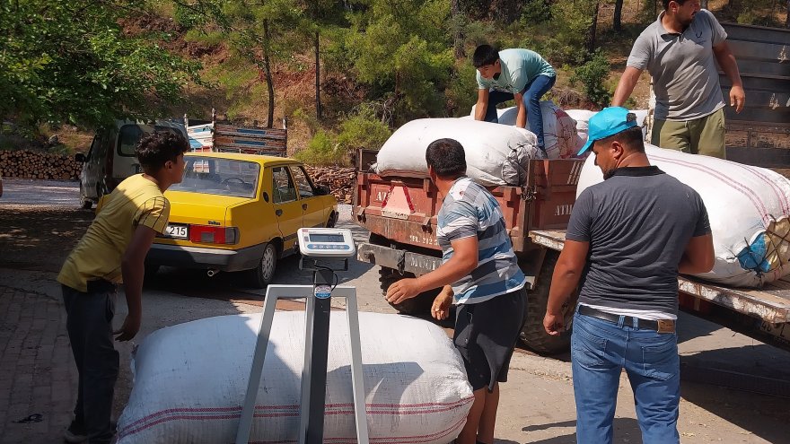 HASAT EDİLEN KEKİK, ADAÇAYI VE HARNUP İHALEYLE SATILDI