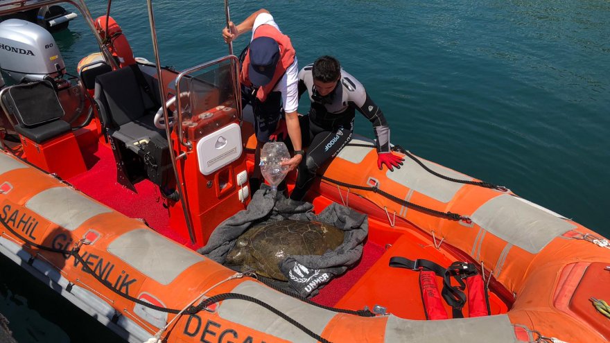 Bitkin halde bulunan deniz kaplumbağası tedaviye alındı