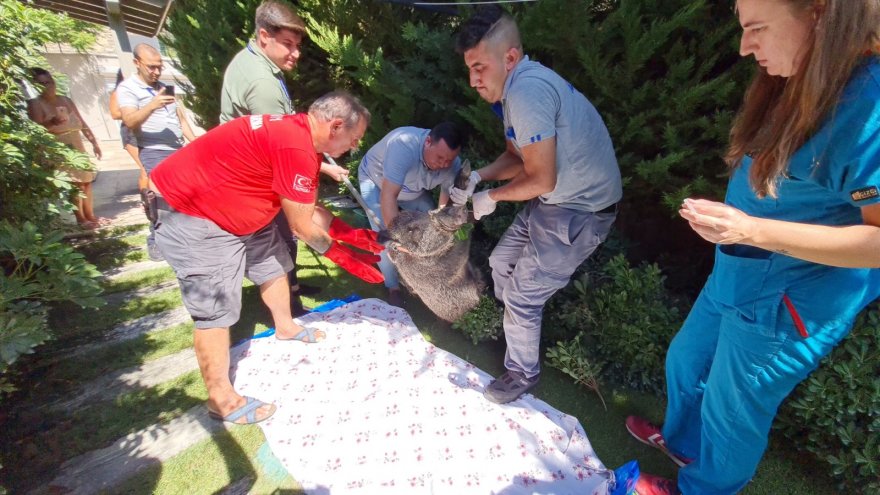 EVİN BAHÇESİNE GİREN YARALI YABAN DOMUZU BAYILTILARAK YAKALANDI