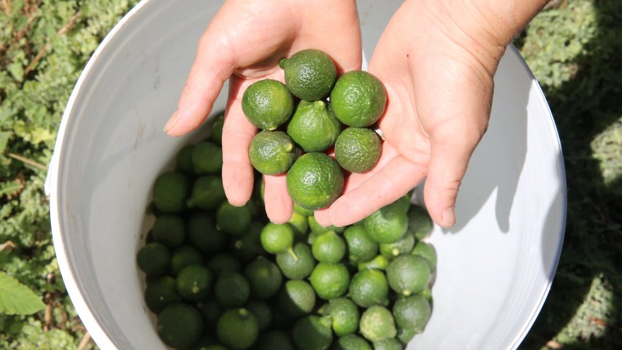 YEŞİL BODRUM MANDALİNASI YİYECEK VE İÇECEKLERE TAT VERİYOR