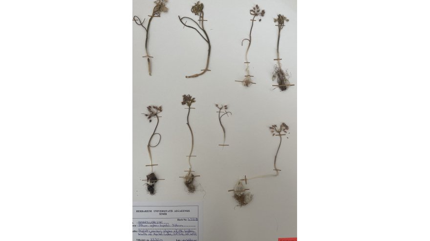 YENİ YABANİ SOĞAN TÜRÜ KEŞFEDİLDİ