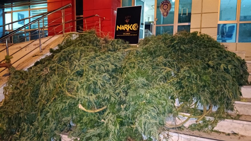 KENEVİR YETİŞTİRMEK İÇİN SERA KURULAN EVDE YAKALANAN 2 ZANLIDAN 1'İ TUTUKLANDI