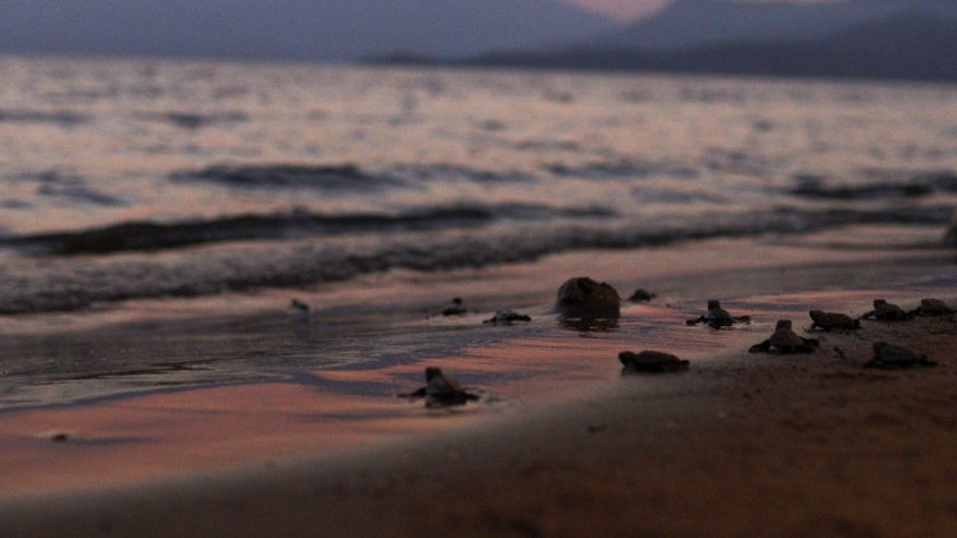 40 bin yavru caretta caretta denizle buluşacak