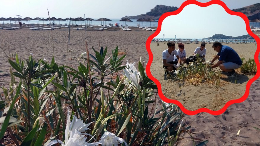 Muğla sahillerini kum zambakları süslüyor