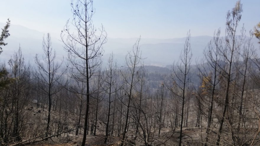 Denizli-Muğla sınırında çıkan orman yangını söndürüldü