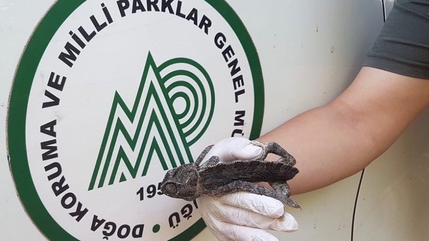 Bitkin halde bulunan bukalemun korumaya alındı