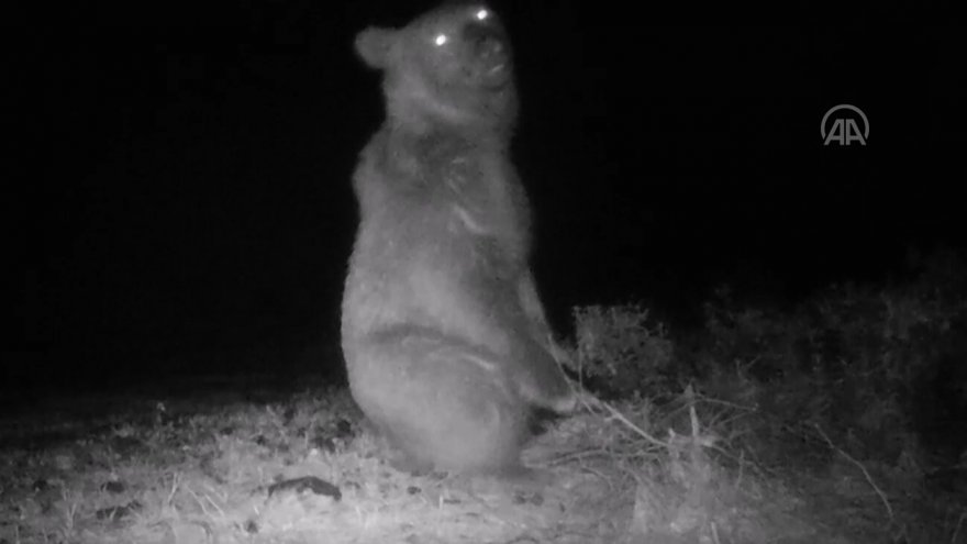 Köyceğiz'de bozayı videokapanla ilk kez görüntülendi