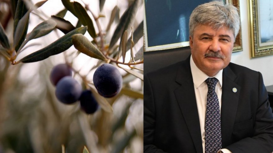 DANIŞTAY ZEYTİNLİKLERİ MADENCİLİĞE AÇAN YÖNETMELİĞİN YÜRÜTMESİNİ DURDURDU