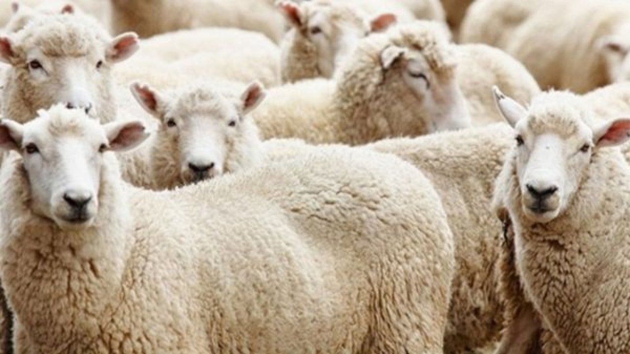 THK Kurban Derisi Bekliyor