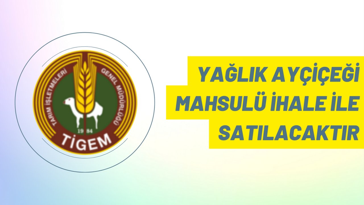 Yağlık ayçiçeği mahsulü ihale ile satılacaktır