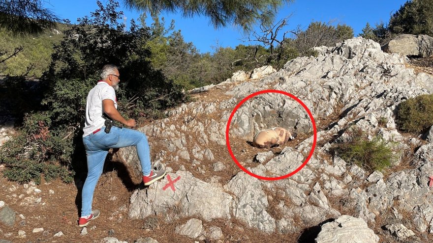 Çarşafa sarılı dağlık alana bırakılan paketten köpek ölüsü çıktı