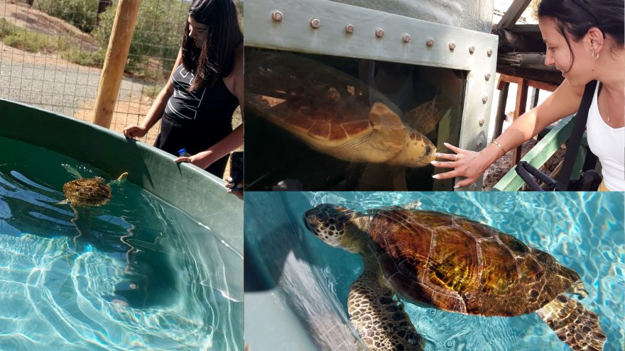 TEDAVİ EDİLEN CARETTA CARETTALAR MAVİ SULARA KAVUŞMAYI BEKLİYOR