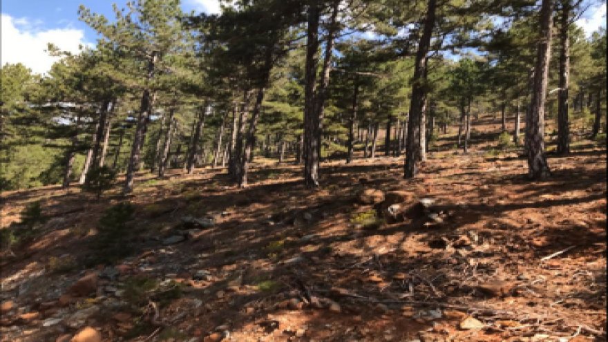 Köyceğiz’de maden ocağı kapasite artırımı projesine “ÇED Olumlu” kararı