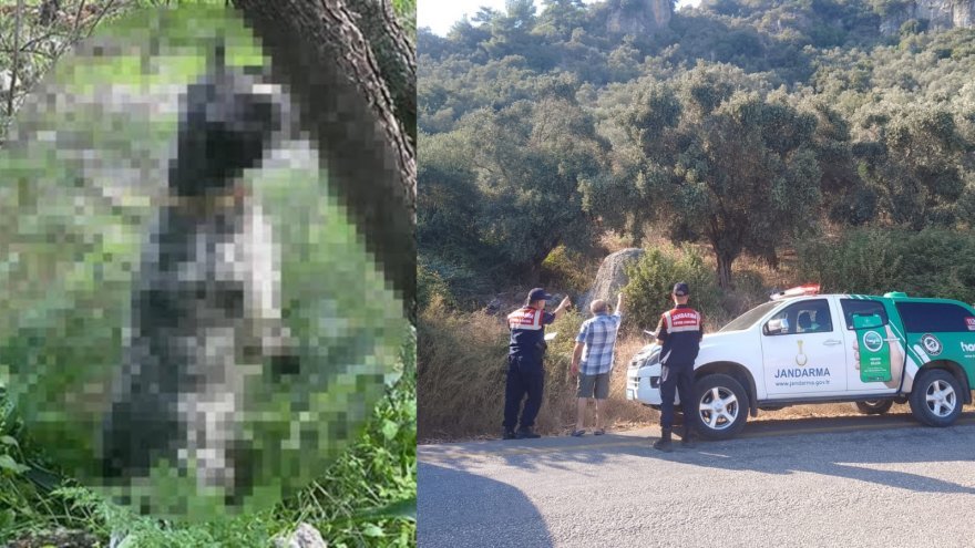 Köpeğin ağaca iple asılı ölü bulunmasıyla ilgili yakalanan şüpheli serbest bırakıldı