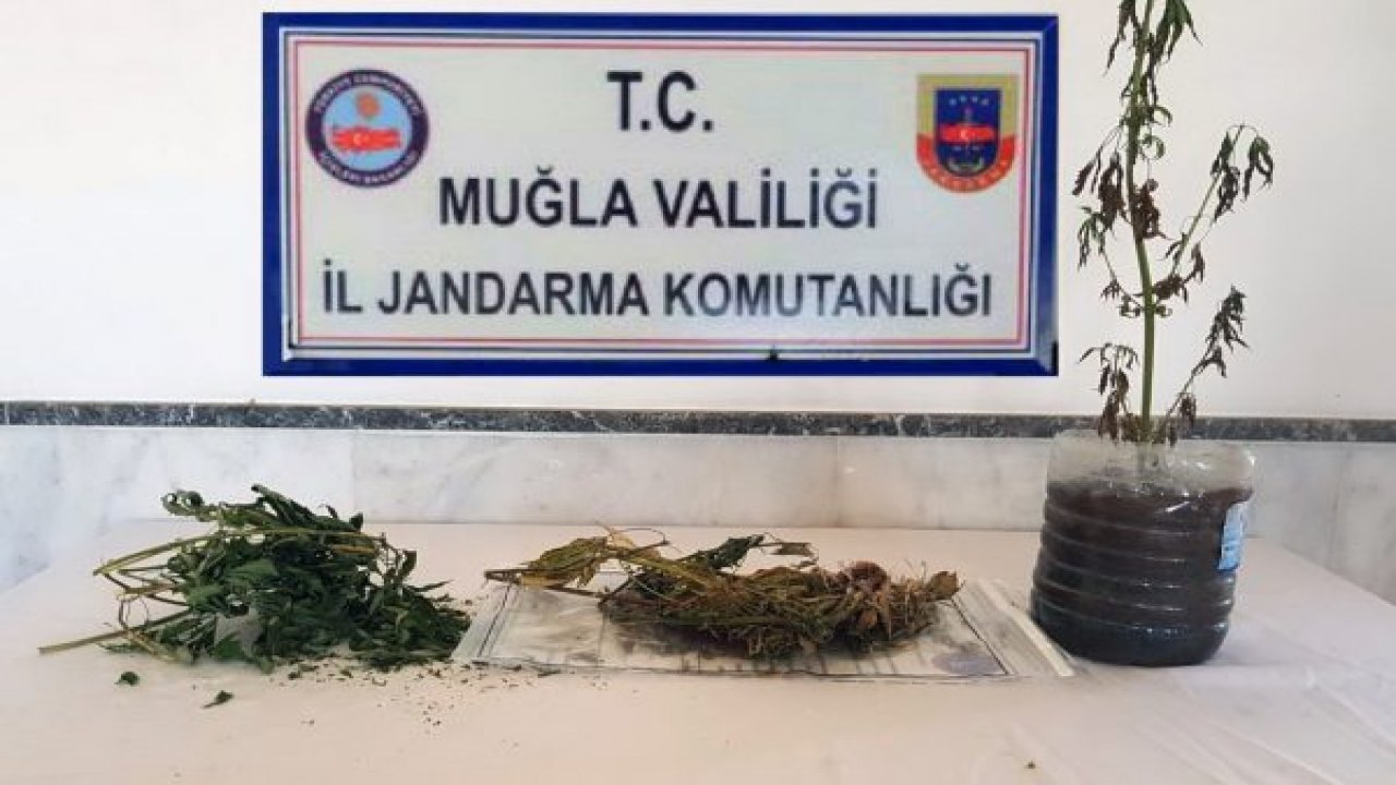 Menteşe’de esrar yakalandı